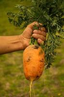 A man holding a large carrot photo