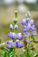 Wild Lupini from Ecuador photo