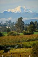 Chimborazo volcano, the closest point to the sun, Ecuador photo