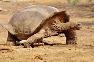 A tortoise walking photo