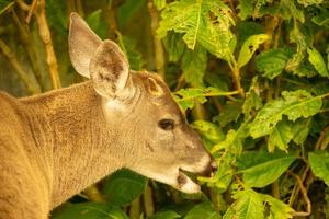 White tailed deer photo