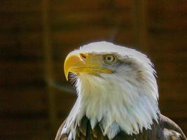 águila calva americana
