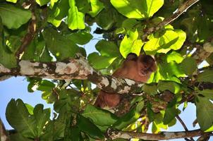 Monkey in a tree photo