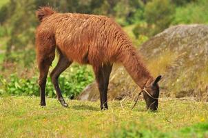 Llama eating grass photo