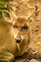 White tailed deer photo