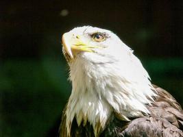 American Bald Eagle photo