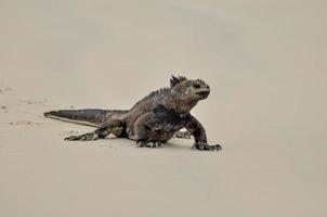 A marine Iguana photo