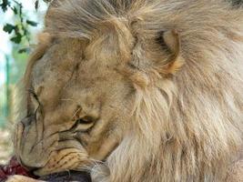 A single male lion eating photo