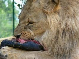 A single male lion eating photo