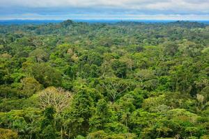 View of the Amazon Region photo