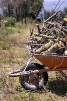 A wheelbarrow full of firewood photo