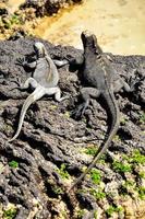 Two Iguanas on lava rocks