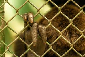 La mano de un mono tras las rejas en un zoológico. foto