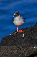 pájaro en la isla galápagos de san cristóbal foto