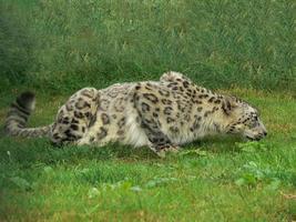 Snow Leopard in a zoo environment photo