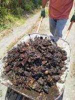 Wet compost in a wheelbarrow photo
