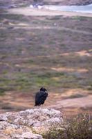 Buzzard on cliff photo