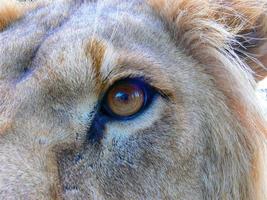 A majestic lion sitting on a wooden platform photo