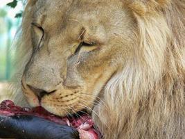 A single male lion eating photo