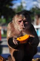 un mono capuchino comiendo papaya foto