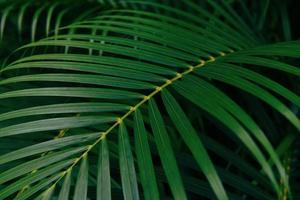 Plam deja patrón verde natural sobre fondo oscuro - hoja hermosa en la selva de plantas de bosque tropical foto