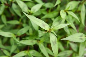 Vietnamese mint in the garden - Vietnamese Coriander herb and vegetable photo