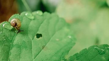 caracoles moviéndose sobre la hoja verde. foto