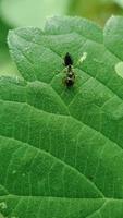 hormiga negra en la hoja verde foto