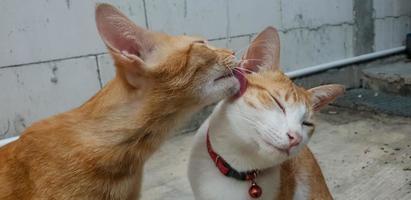 cute little kitten licking each other photo