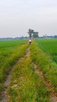 rice fields scenery in the morning photo