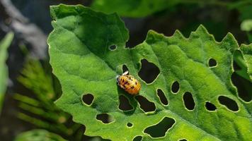 insectos colgando de los tallos de las plantas foto