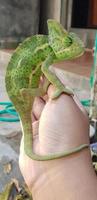 hands holding young green veild chameleon photo