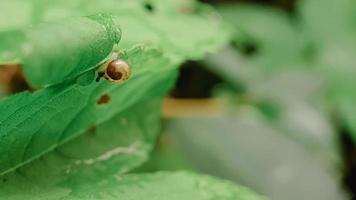 snails moving on the green leaf photo