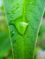 water drop on the green leaf photo