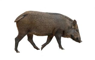 asian wild boar isolated photo