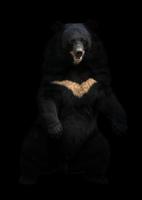 asiatic black bear standing in the dark photo