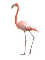 flamingo bird isolated photo