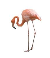 flamingo bird isolated photo