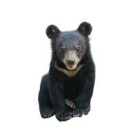 young asiatic black bear isolated photo