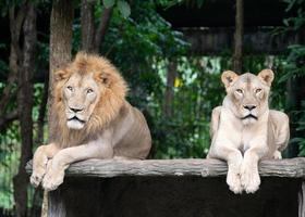 male and female lion laying together photo