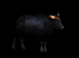 gaur standing in the dark photo