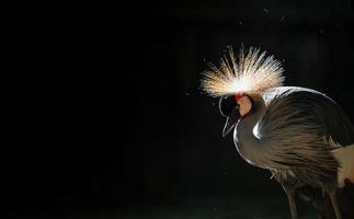 Grey crowned crane in dark background photo