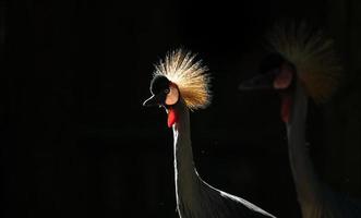 Grey crowned crane in dark background