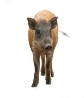 wild boar isolated on white background photo