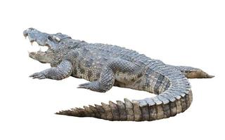 crocodile isolated white background
