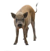 wild boar isolated on white background photo