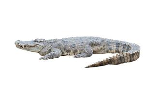 crocodile isolated white background photo