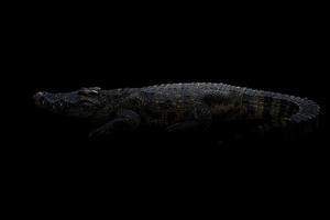 siamese crocodile in the dark photo