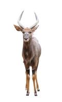 male nyala isolated photo