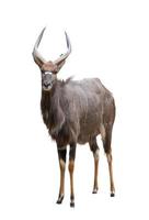 male nyala isolated photo